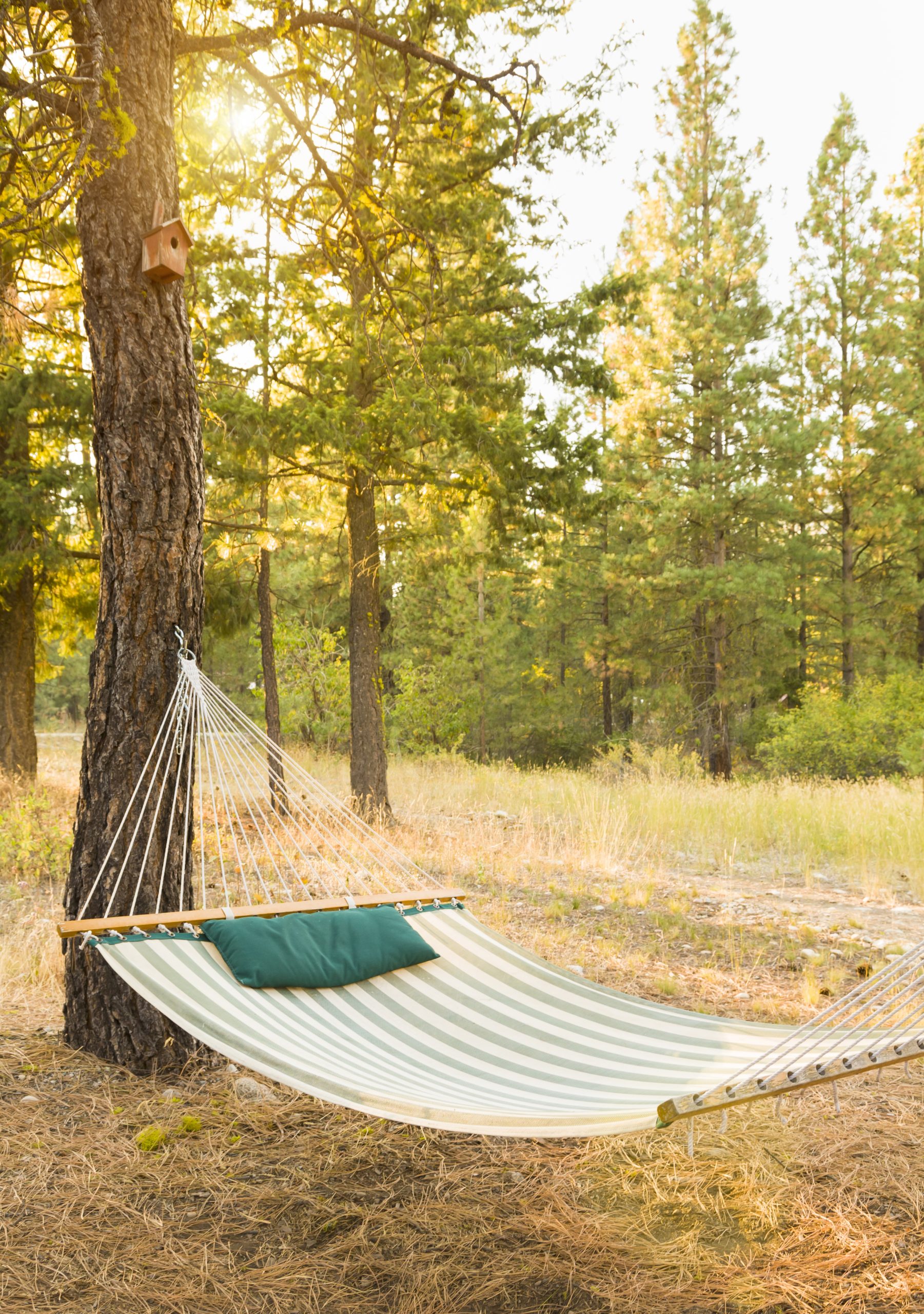 Empty hammock hanging from pine tree in backyard forest. Relaxing summer afternoon camping vacation background concept.